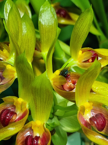 Bulbophyllum graveolens is a species of orchid in the genus Bulbophyllum.