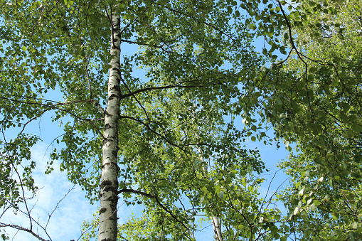 Part of a birch tree against a blue sky, in summer.