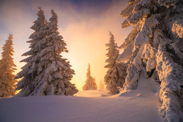 istock Amazing sunrise in winter forest 1465374557