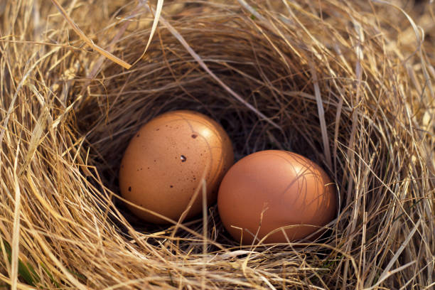 istock A pair of brown chicken eggs in the nest 1465375314