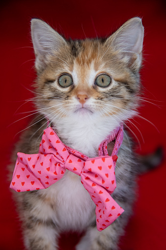 A kitten is photographed wearing a bowtie collar for Valentine