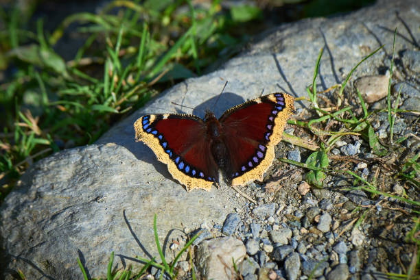 istock Nymphalis antiopa butterfly 1465377209