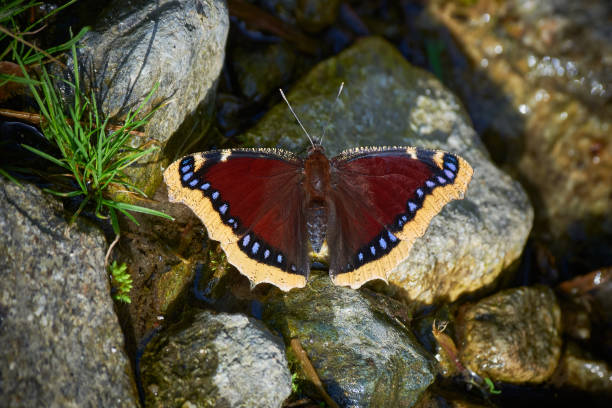 istock Nymphalis antiopa butterfly 1465377210
