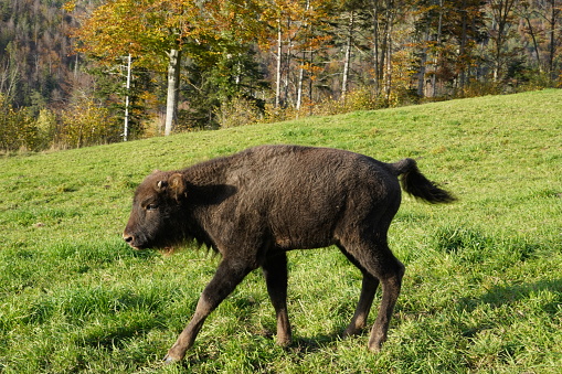 One small young animal or calf of wisent or European Bison, Bison bonasus in Latin is living in western Switzerland in free nature and is observed in summer season during feeding.