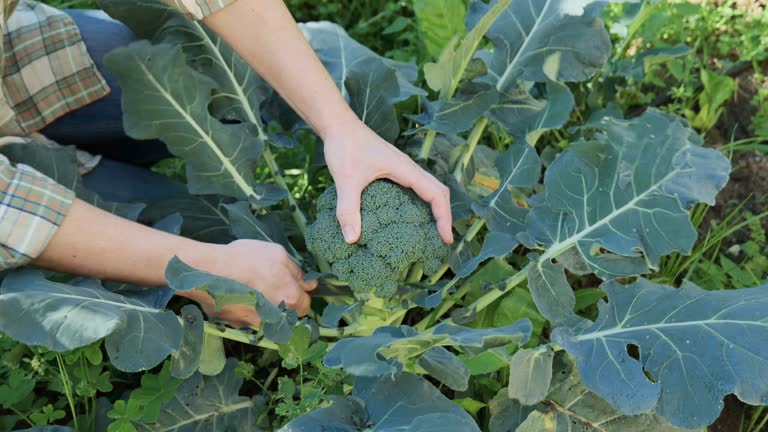 Broccoli plant growing in vegetable garden. Hands of gardener cutting ripe broccoli. Seasonal healthy eating. Organic gardening.