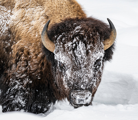 American bison in the snow in Yellowstone National Park trying to find food under the snow. Moving the snow away with their head. Head with snow on face.