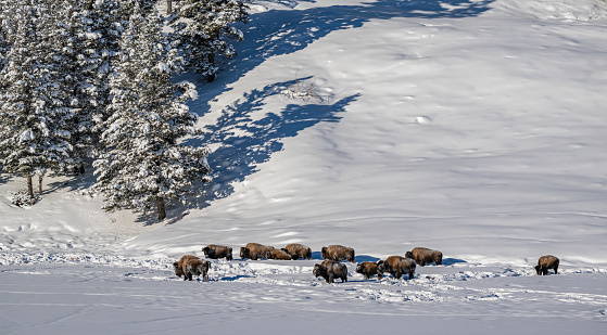 American Bison, Bison bison, Winter in Yellowstone National Park, Wyoming. Feeding as a herd in the open snow covered plain.