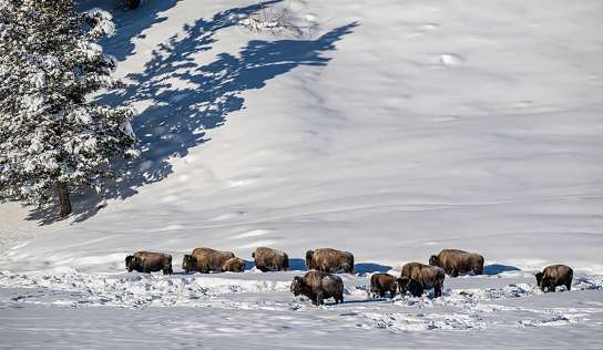 American Bison, Bison bison, Winter in Yellowstone National Park, Wyoming. Feeding as a herd in the open snow covered plain.