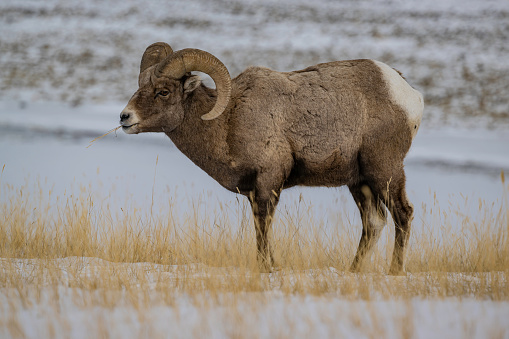 g Horn Sheep in the winter, Ovis canadensis, Yellowstone National Park Wyoming. Standing in the snow. Male.