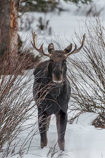 A male Moose in the winter in Yellowstone National Park, Wyoming. Eating willow branches with the area covered in snow.