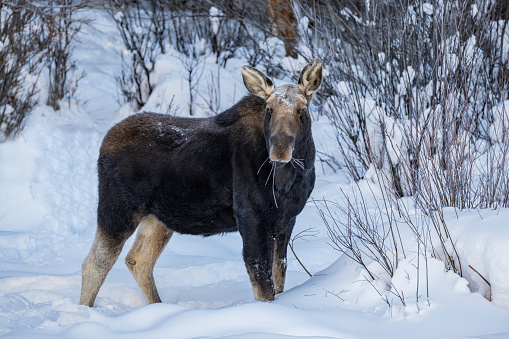 A male Moose in the winter in Yellowstone National Park, Wyoming. Eating willow branches with the area covered in snow.