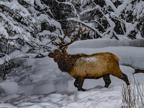 Rocky Mountain Elk, North American Elk, Cervus canadensis. Winter in Yellowstone National Park, Wyoming. In the snow eating from a tree covered with snow.