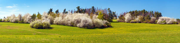 istock pringtime meadow and white flowering blackthorn bush 1465383169