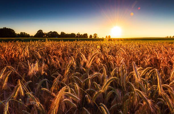 istock Sunset over a ripening wheat field in Northamptonshire 1465388330