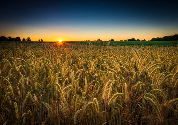 istock Sunset over a ripening wheat field in Northamptonshire 1465388335