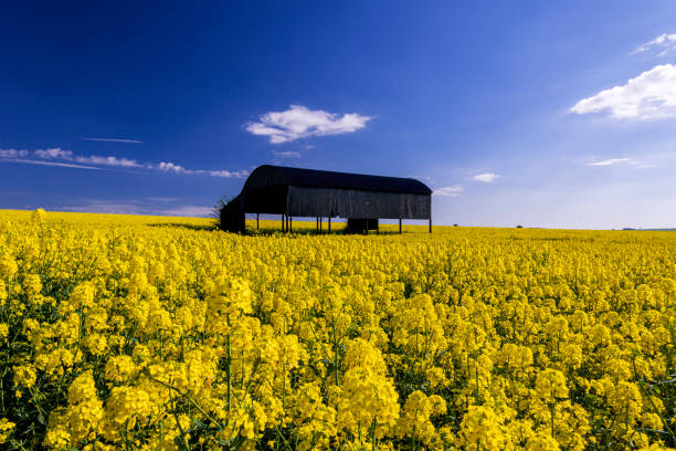 Field of bright yellow canola under deep blue skies and a Dutch barn in deepest Dorset