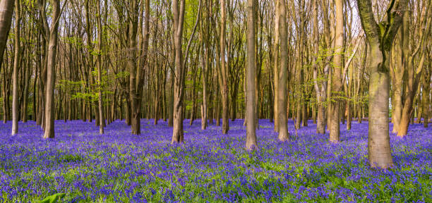 Sun streams through bluebell woods with deep blue purple flowers under a bright green beech canopy stock photo