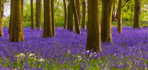 istock Sun streams through bluebell woods with deep blue purple flowers under a bright green beech canopy 1465388498
