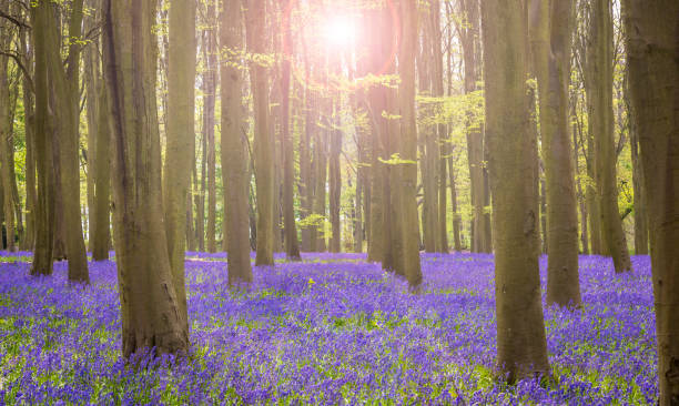 istock Sun streams through bluebell woods with deep blue purple flowers under a bright green beech canopy 1465388519