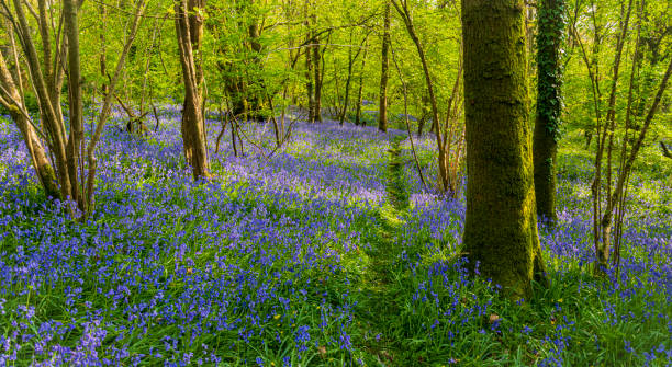 istock Sun streams through bluebell woods with deep blue purple flowers under a bright green beech canopy 1465388523