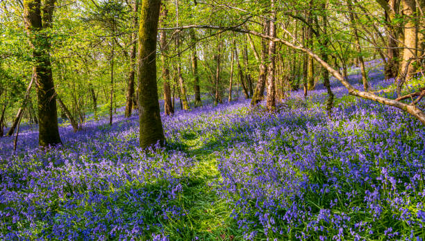 istock Sun streams through bluebell woods with deep blue purple flowers under a bright green beech canopy 1465388526