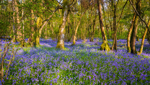 istock Sun streams through bluebell woods with deep blue purple flowers under a bright green beech canopy 1465388547