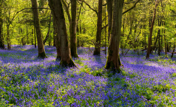 istock Sun streams through bluebell woods with deep blue purple flowers under a bright green beech canopy 1465388549