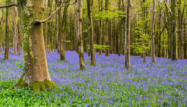 istock Sun streams through bluebell woods with deep blue purple flowers under a bright green beech canopy 1465388553