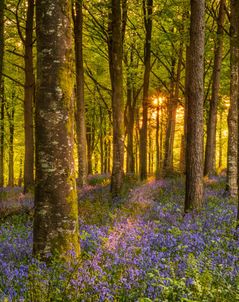Sun streams through bluebell woods with deep blue purple flowers under a bright green beech canopy