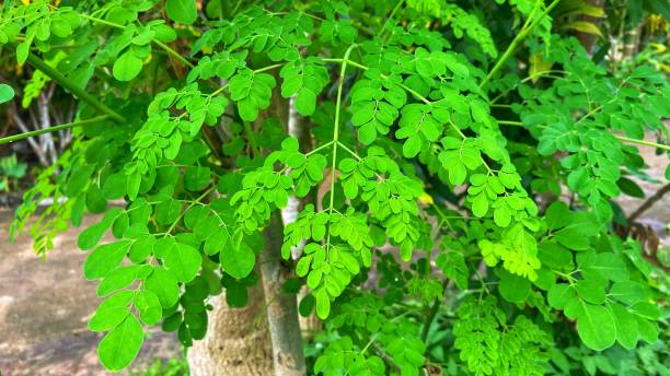 istock Looks beautiful view of tree plant leaves 1465391985