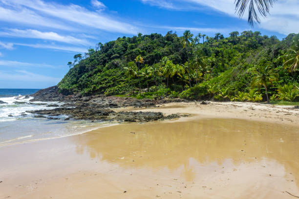 istock Rocks and forest at Camboinha beach 1465391999