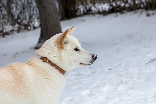 Close-up of a white Shiba Inu dog in the snow