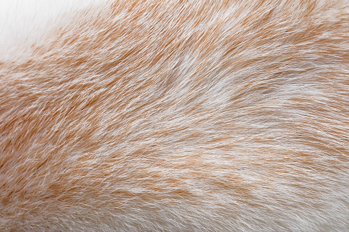 Close-up of a white Shiba Inu dog's fur