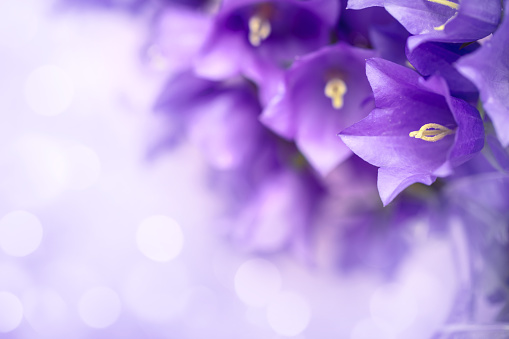 A DSLR photo of beautiful Bluebell flowers (Campanula) on a defocused lights background with beautiful bokeh. Space for copy.
