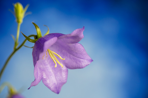 A DSLR photo of beautiful Bluebell flowers (Campanula) on a blue background. Shallow depth of field.