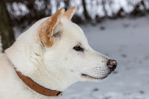 Close-up of a white Shiba Inu dog in the snow