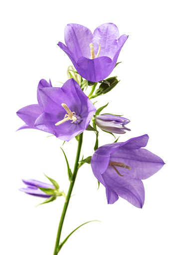 A DSLR photo of beautiful Bluebell flowers (Campanula) isolated on a white background.