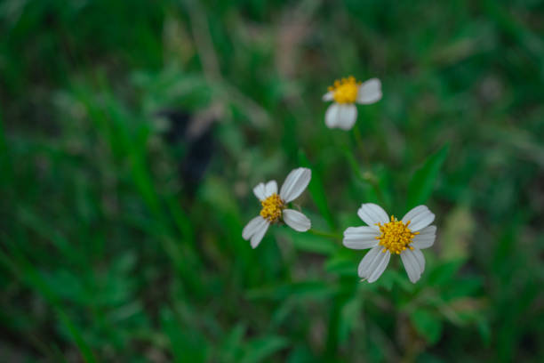 Plains coreopsis