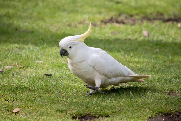 the sulphur crested cockatoo is a white bird with a yellow crest and black beak the sulphur crested cockatoo has found food in the grass sulphur crested cockatoo (cacatua galerita) stock pictures, royalty-free photos & images