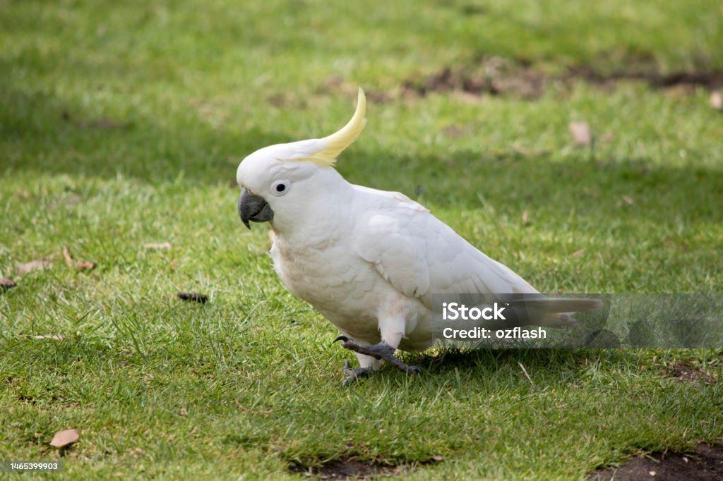 Vẹt Cockatoo Mào Vàng (Sulphur Crested) | Vẹt Cảnh