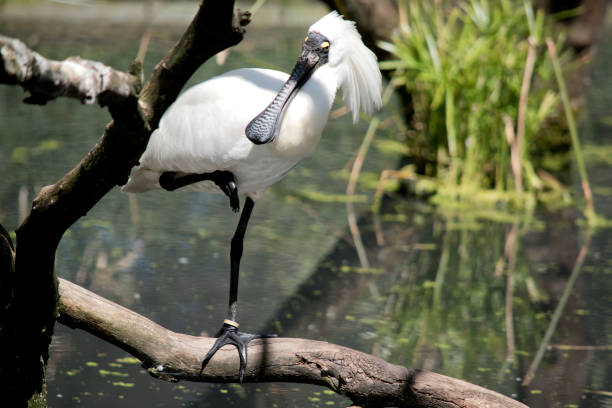 istock the roayl spoonbill is resting in a tree with one leg up 1465399987