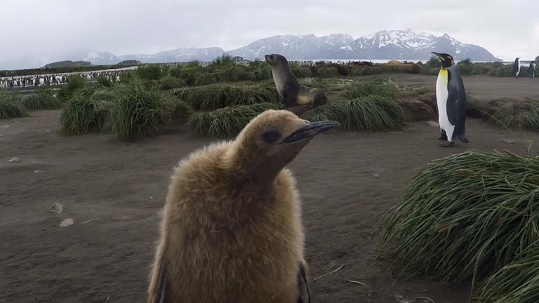 A fluffy brown King penguin chick defends the cameraman from an annoying fur seal