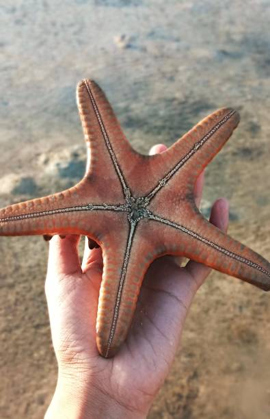 istock Details of a starfish on the beach 1465406243