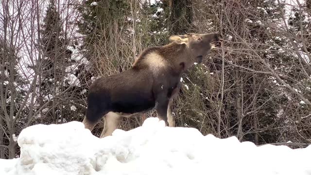 Moose Eating Willow Branches