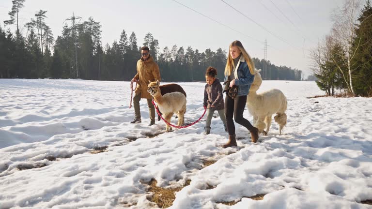 Mixed Race Family Walking With Alpacas In Winter