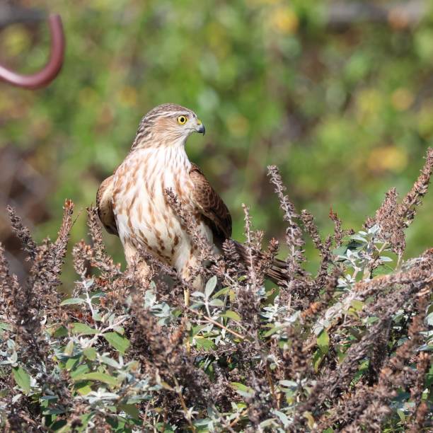 istock Juvenile Cooper's Hawk on the Hunt Series 1465412466