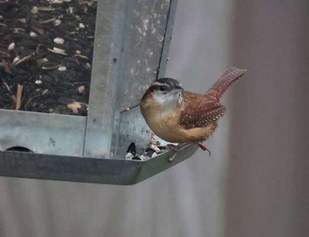 istock Carolina Wren on feeder Series 1465413937