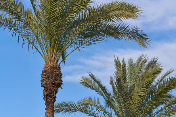 istock palm trees seen from below with blue sky with clouds in the background 1465414161