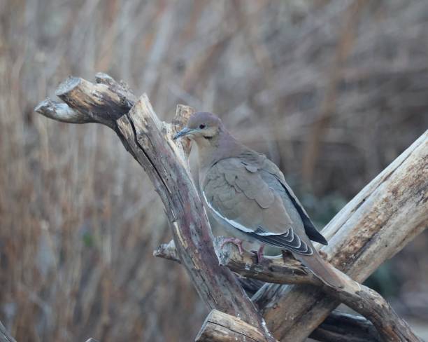 istock White Winged Dove Various Scenes- Photo 1 1465417315