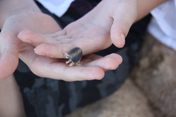 istock Hermit crab in the children's hands 1465418125